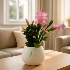 Pink Christmas Cactus
