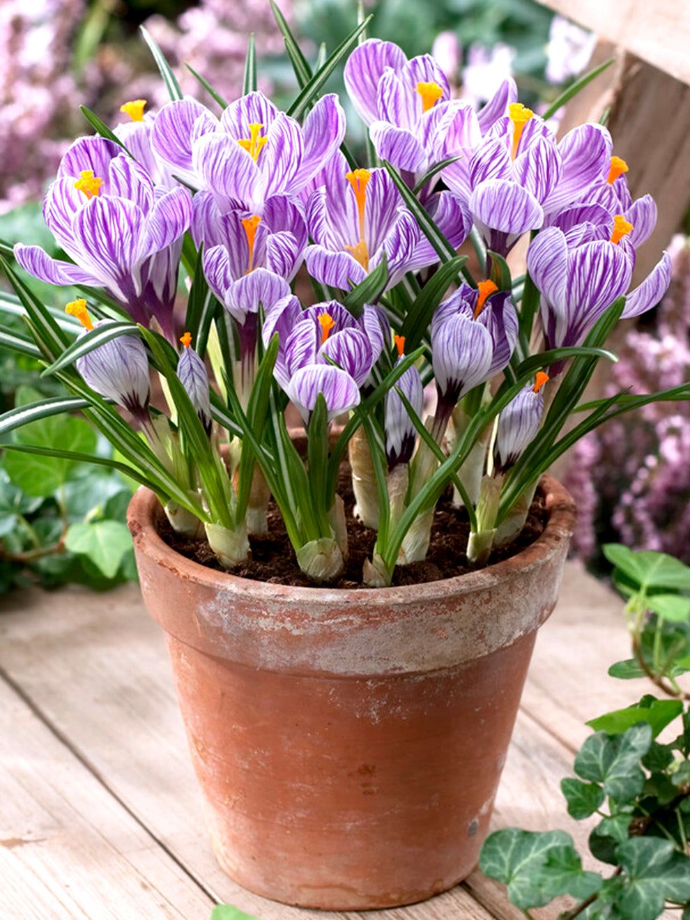 Crocus Bulbs