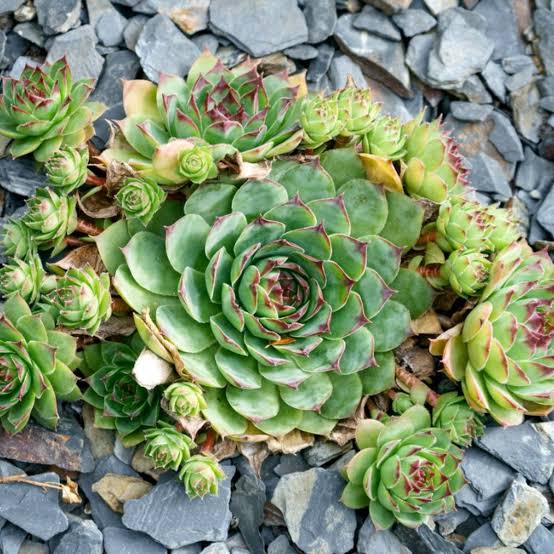 Hens & Chicks